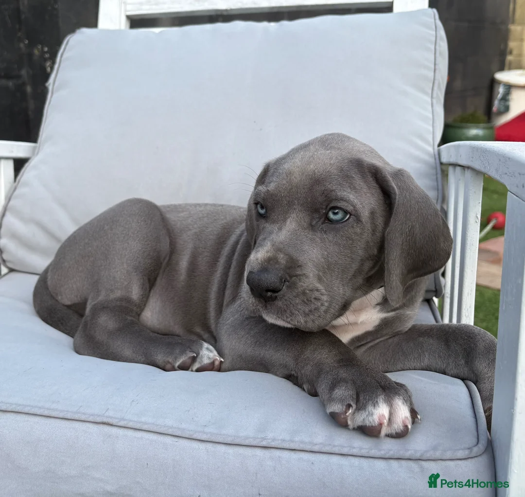 Great Dane dogs for sale: Ready to go! Pedigree blue & black Great Dane Pups - Advert 1