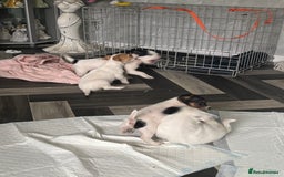Jack Russell dogs for sale: 3 traditional Jack Russell boys  - Image 6