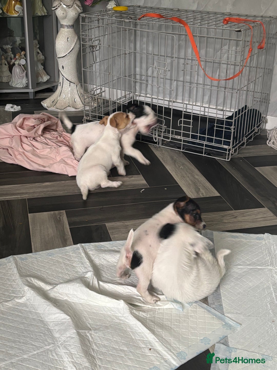 Jack Russell dogs for sale: 3 traditional Jack Russell boys  - Image 6