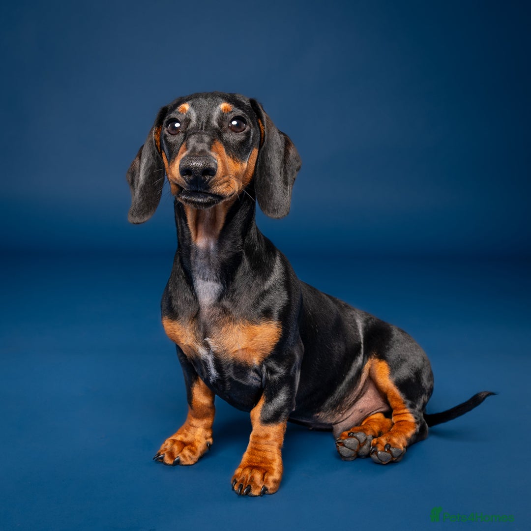 Dachshund dogs for sale: Ziggy 8 month Dachshund  - Image 6