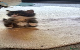 Mixed Breed cats for sale: Lovely kittens Looking for new Homes  - Image 18