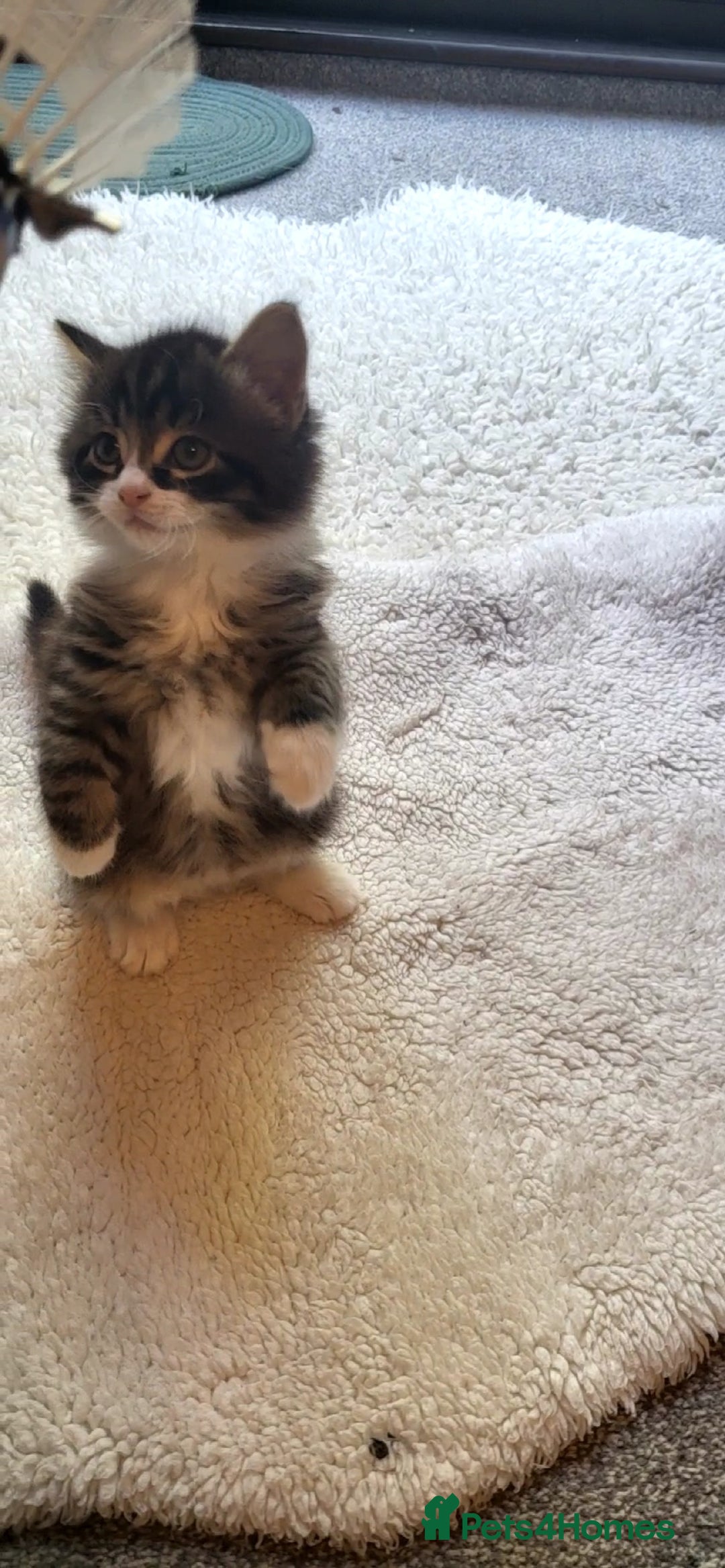 Mixed Breed cats for sale: Lovely kittens Looking for new Homes  - Image 18