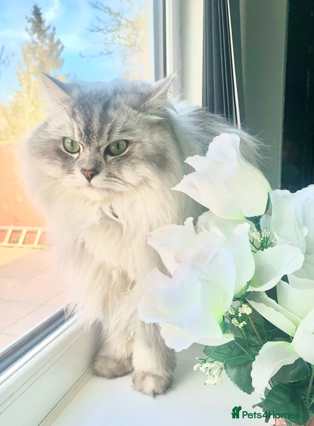 Mixed Breed cats for stud: Beautiful white/ grey ragdoll- Persian for stud  in Birmingham - Advert 7