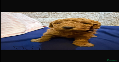 Cavapoo dogs beautiful cavapoo puppies ready to leave soon❤️ - Advert 15