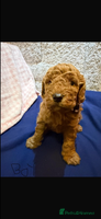 Cavapoo dogs beautiful cavapoo puppies ready to leave soon❤️ - Advert 15