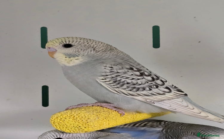 Budgerigars birds - Advert 1