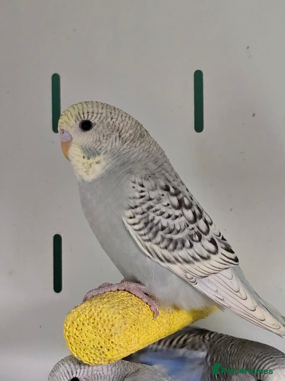Budgerigars birds for sale: Gorgeous Baby Budgies ready now!!! - Image 1