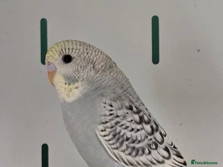 Budgerigars birds - Advert 17
