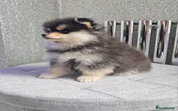 Pomsky dogs for sale: Pomsky puppies very small toy size F3  - Image 6