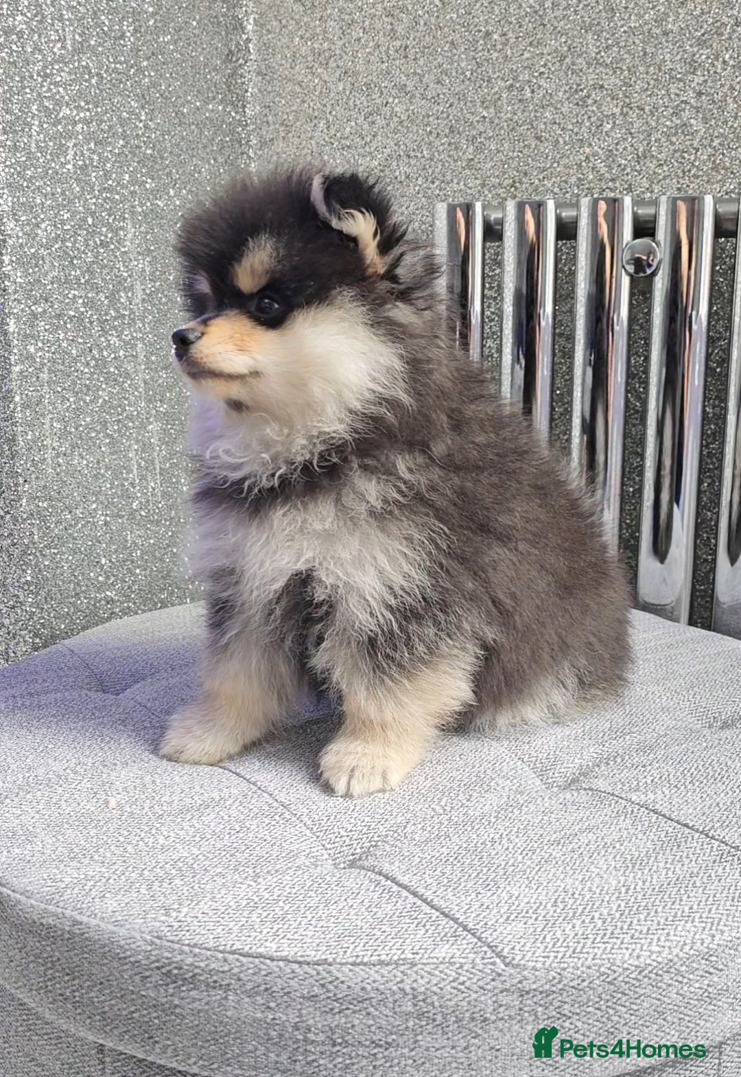 Pomsky dogs for sale: Pomsky puppies very small toy size F3  - Image 6