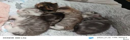 Mixed Breed cats for sale: Siberian X kittens  in Manchester - Advert 1