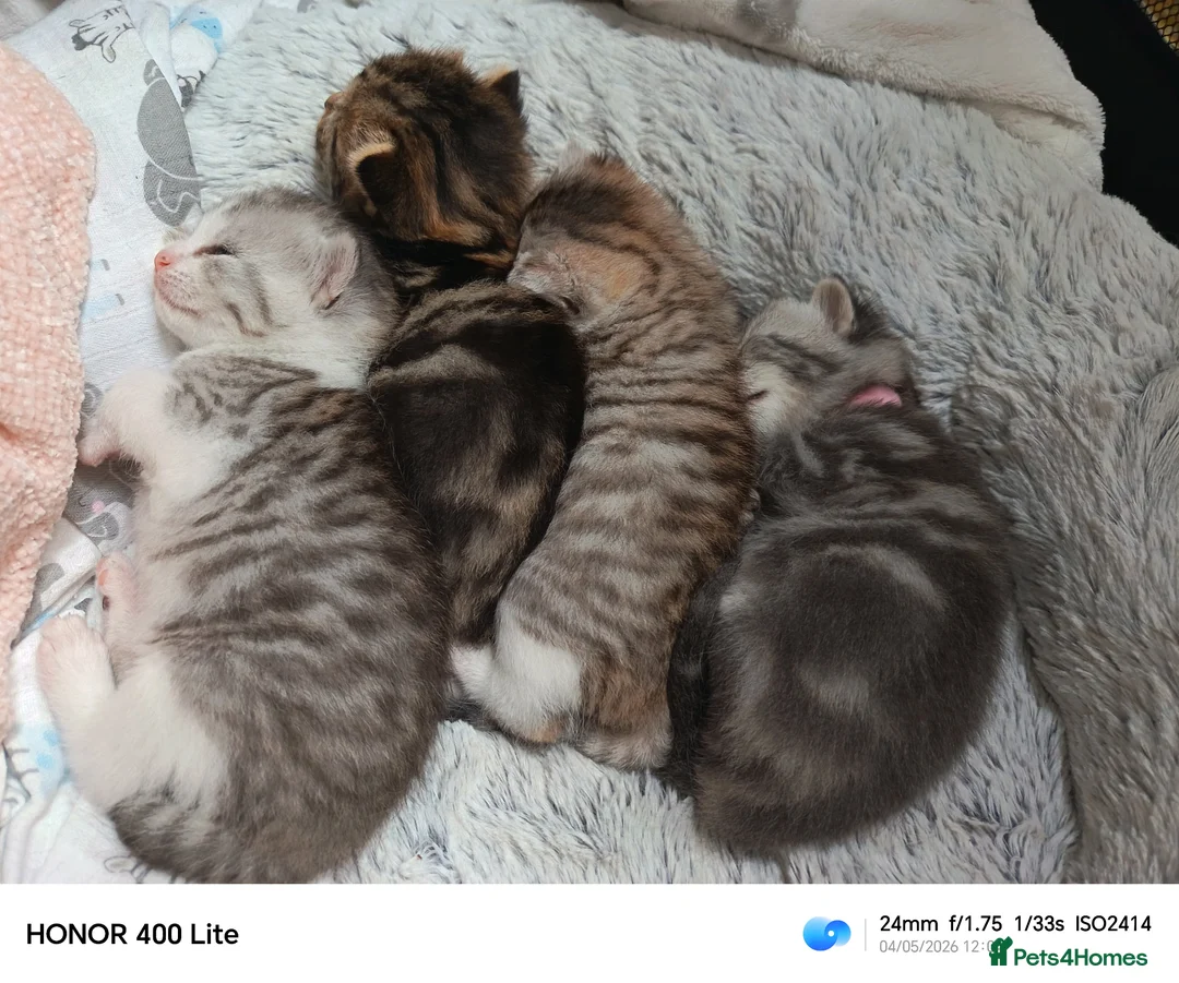 Mixed Breed cats for sale: Siberian X kittens  in Manchester - Advert 1