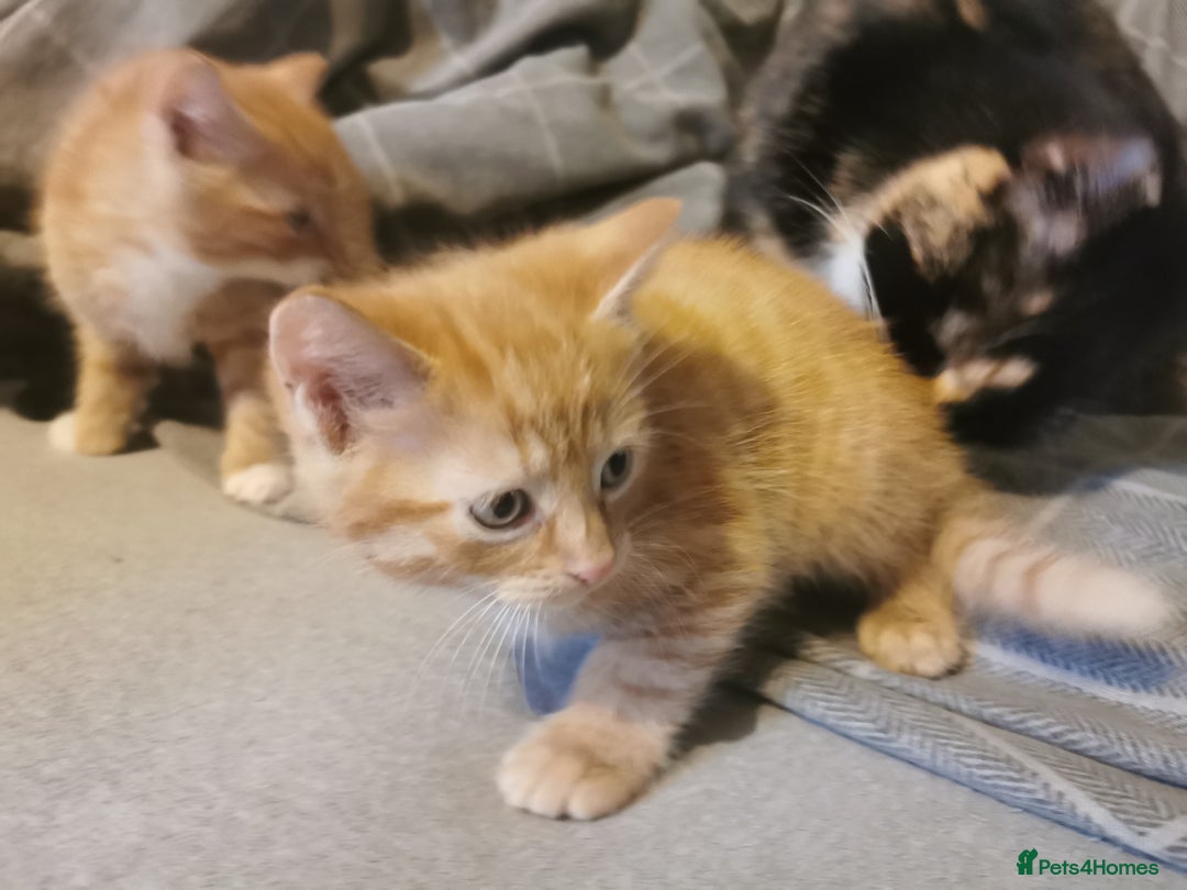 Mixed Breed cats for sale: 1 black and 2 ginger kittens  - Advert 4