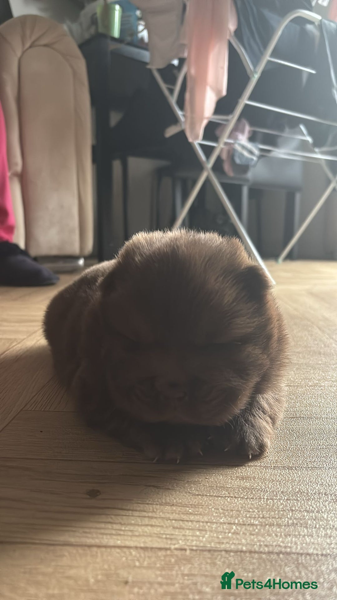 Chow Chow dogs for sale: Stunning Chow Chow Puppies Luxi Chow × Royal Chows - Advert 14