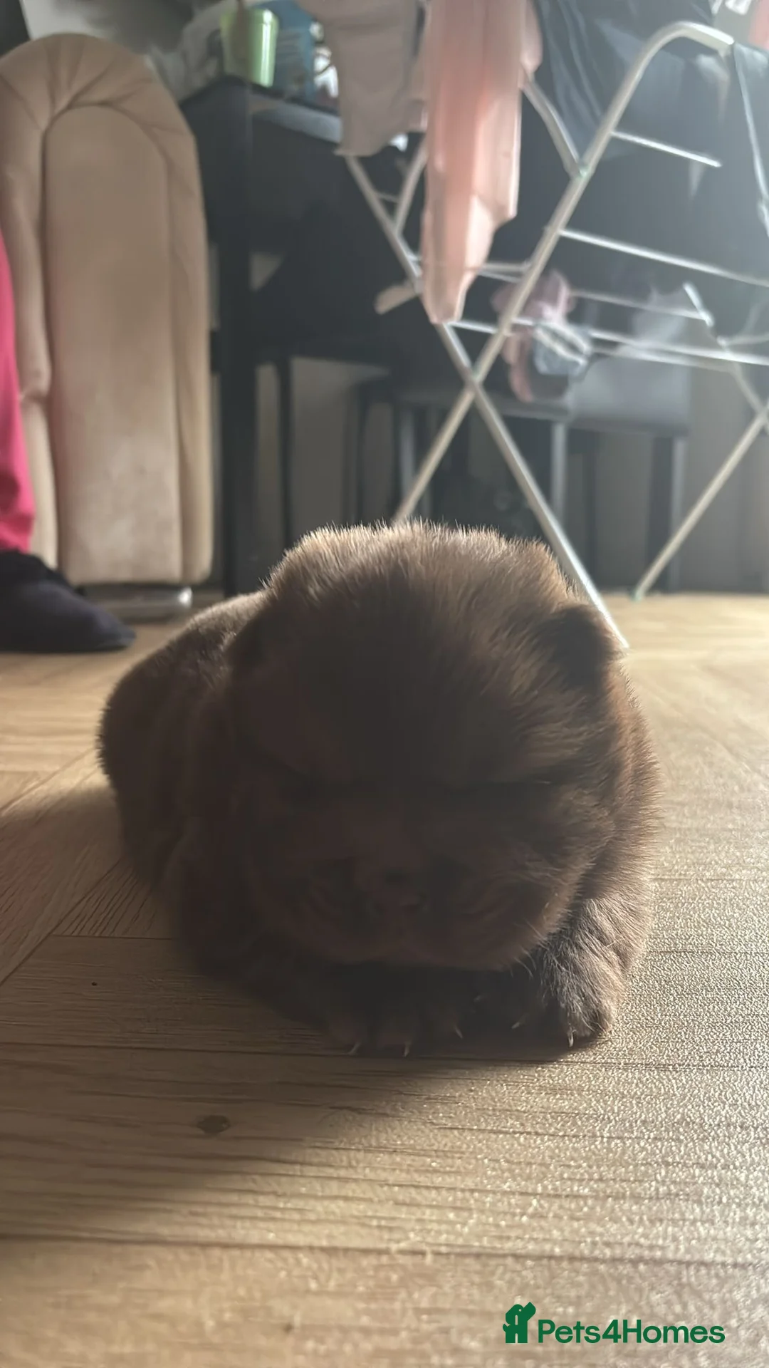 Chow Chow dogs for sale: Stunning Chow Chow Puppies Luxi Chow × Royal Chows - Advert 6