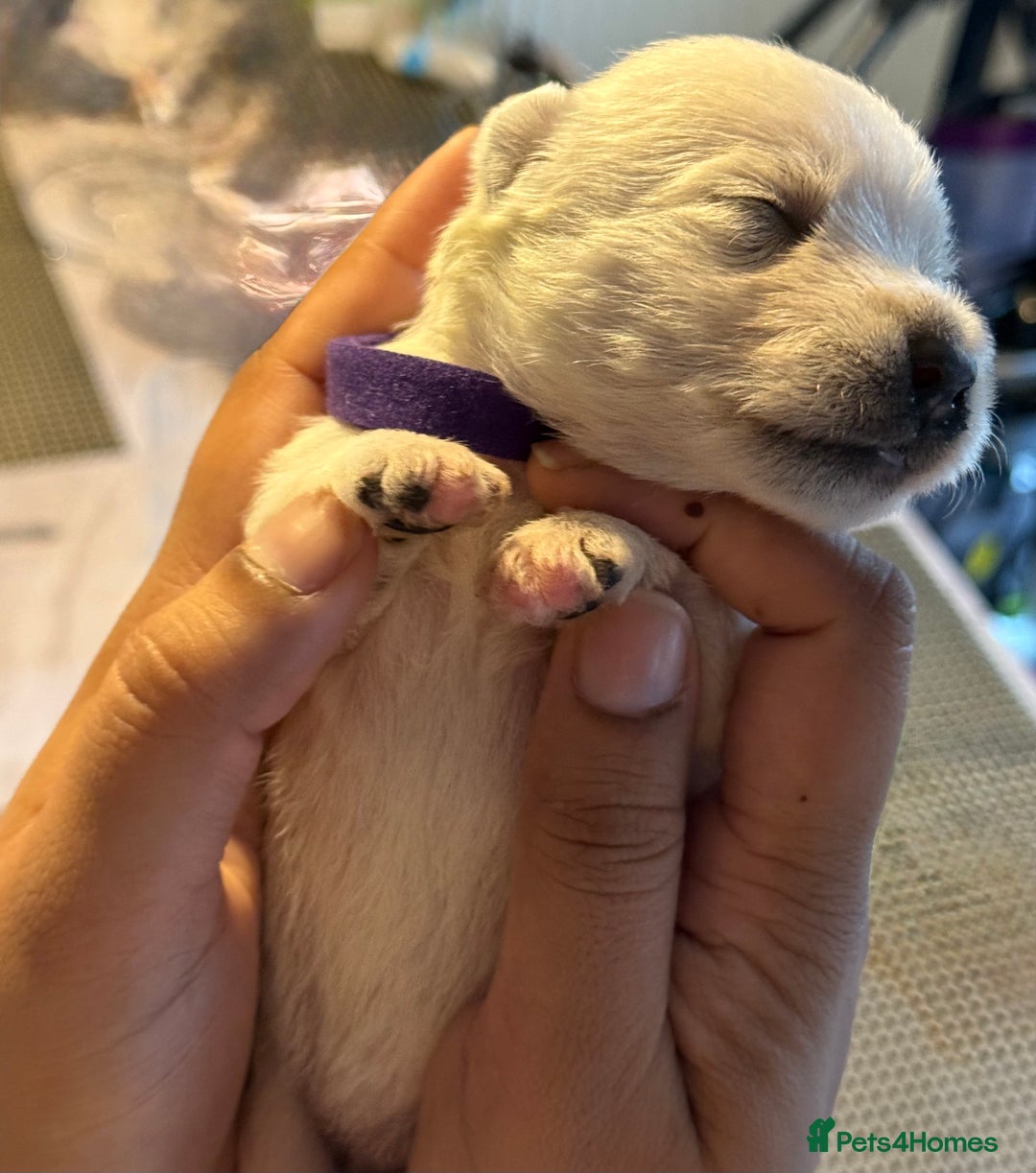 West Highland Terrier dogs for sale: West Highland Terrier Puppies for Loving Homes - Image 20