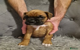 Boxer dogs for sale: Gorgeous Litter of 9 KC Registered Boxer Puppies - Image 27