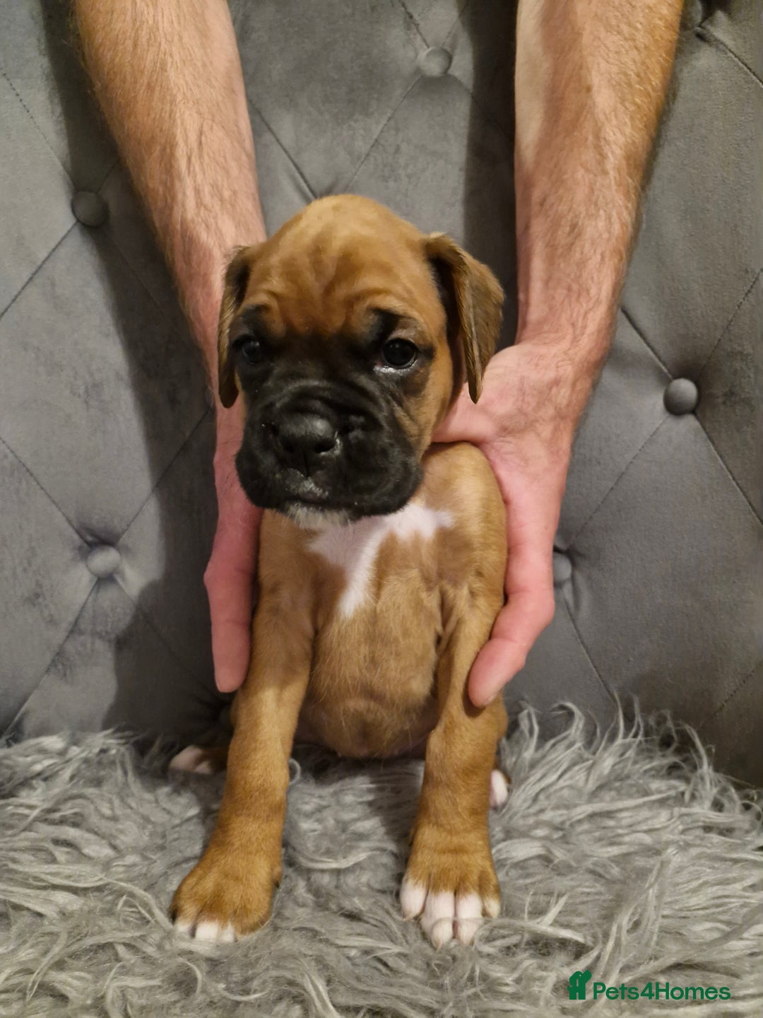 Boxer dogs for sale: Gorgeous Litter of 9 KC Registered Boxer Puppies - Image 27