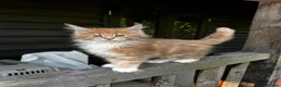 Maine Coon cats for sale: Stunning XL Maine Coon Kittens - Advert 3