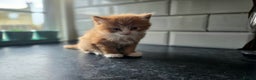 European cats for sale: Adorable Ginger Kitten Looking for Home - Advert 7
