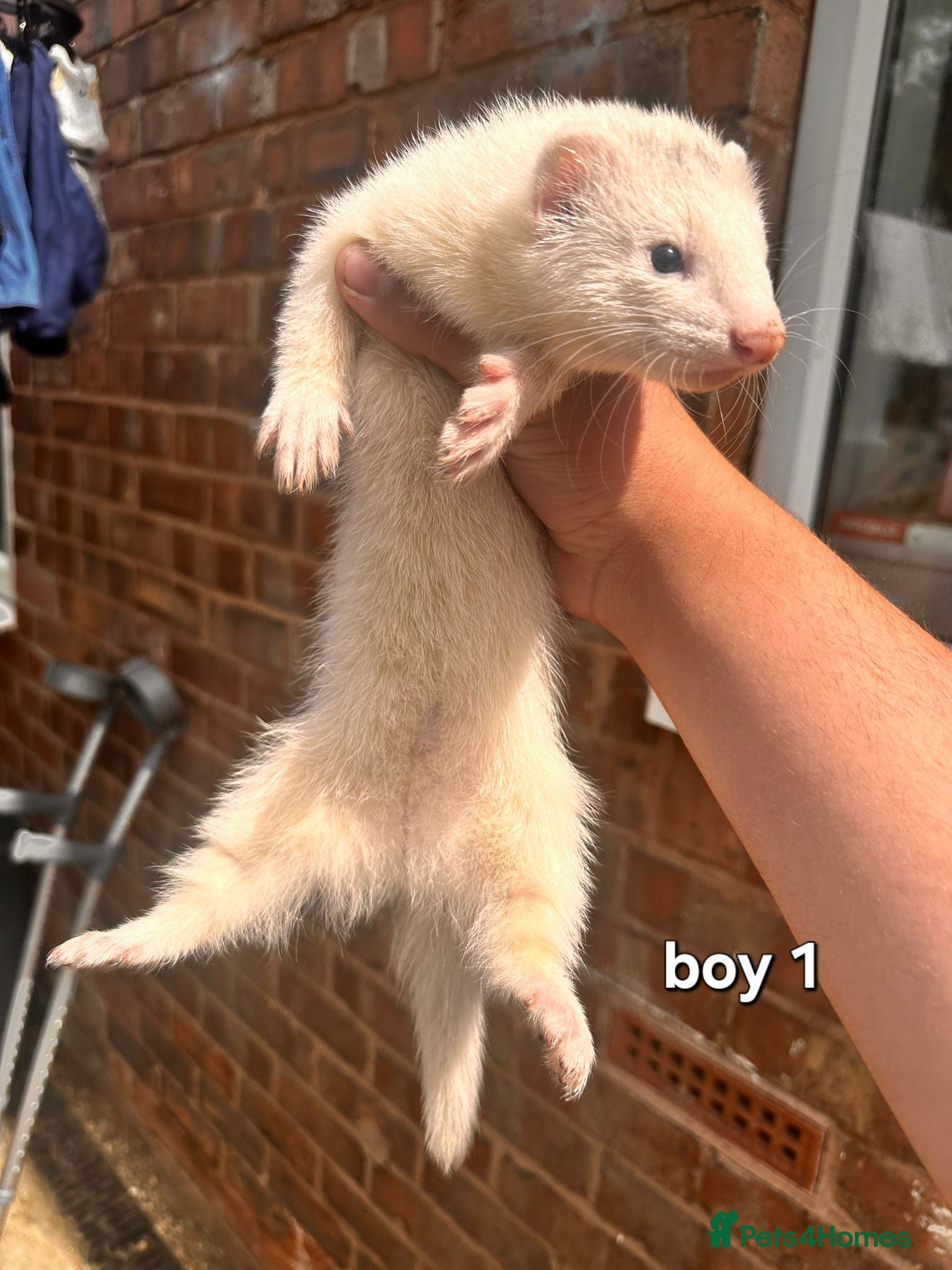 Ferret rodents Litter of 6 stunning ferrets  - Advert 2