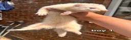 Ferret rodents for sale: Litter of 6 stunning ferrets  in Worksop - Advert 6