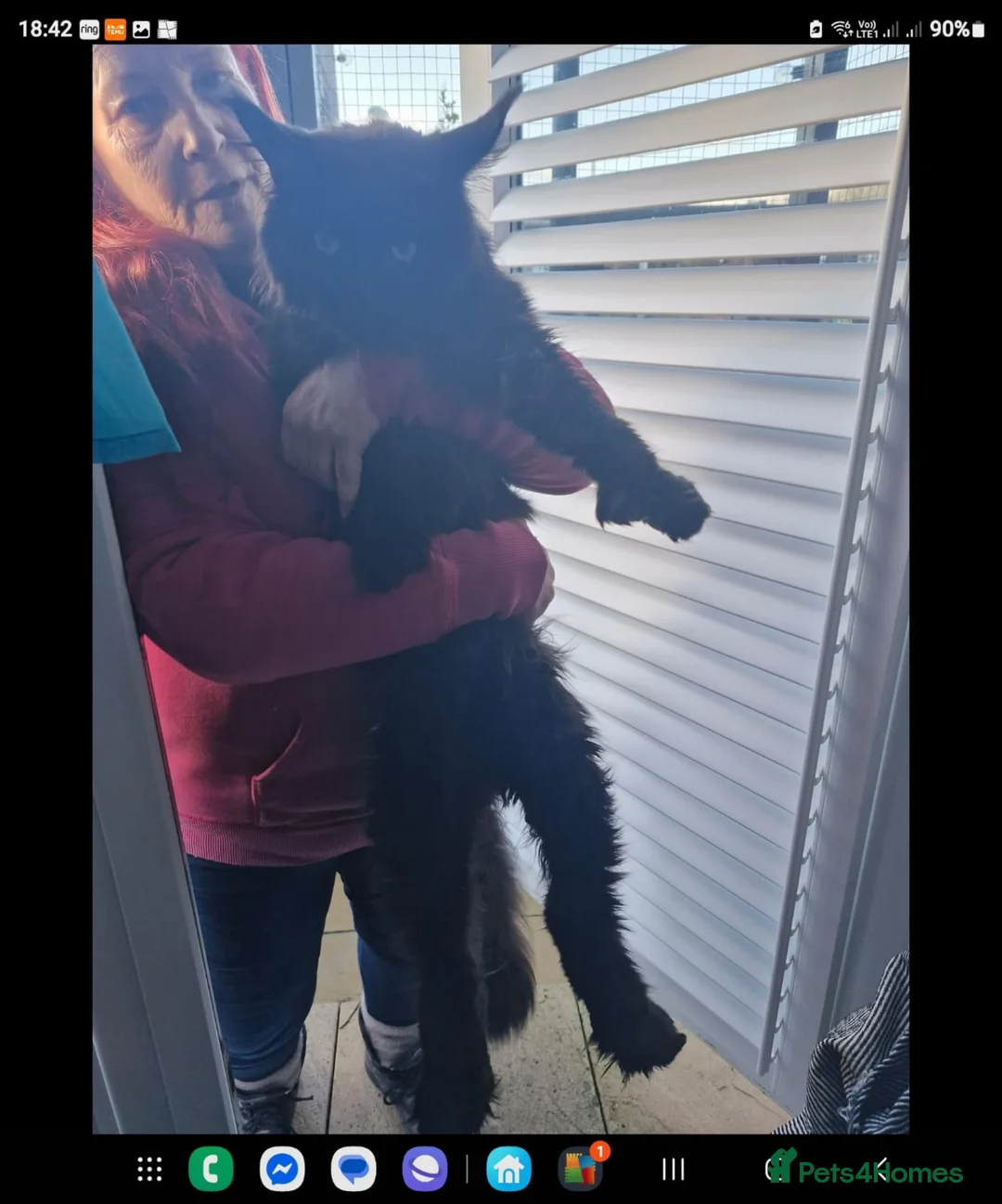 Maine Coon cats for sale: ✨✨ blk smoke F 6666 MC TiCA REG Poss active - Advert 8