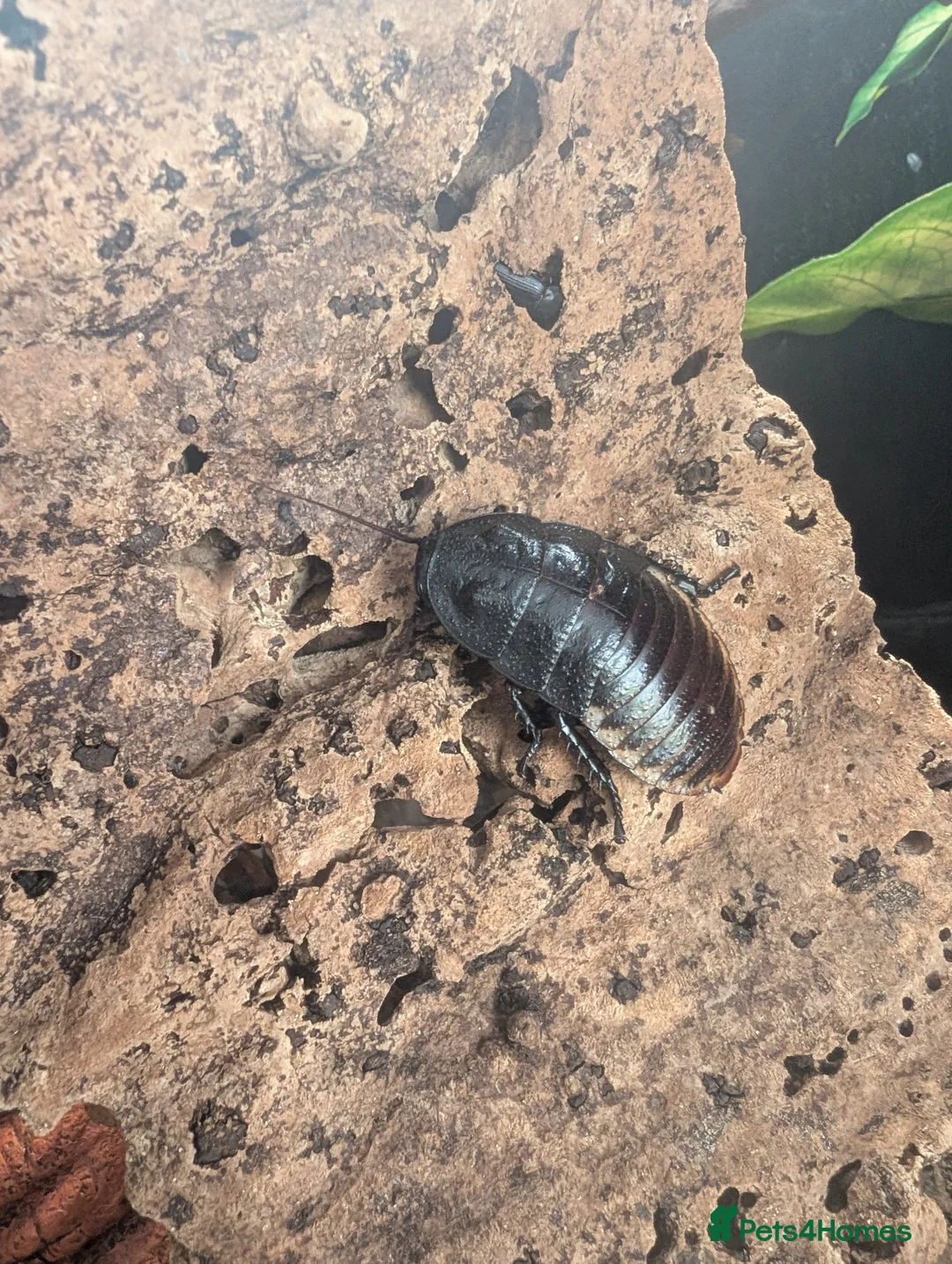 Cockroaches invertebrates for sale: Madagascan hissing cockroach in Tamworth - Advert 5