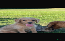 Mini Goldendoodle dogs for sale: F1 Goldendoodle puppies  - Image 5