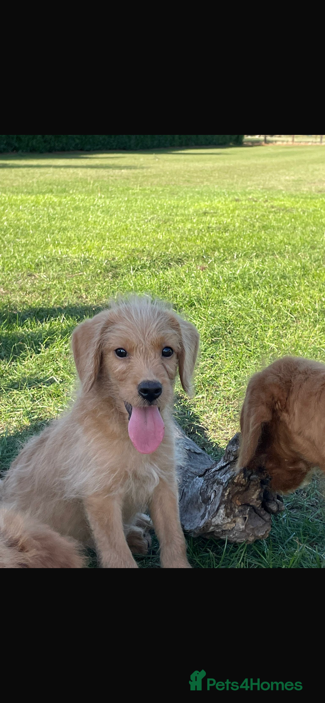 Mini Goldendoodle dogs for sale: F1 Goldendoodle puppies  - Image 5