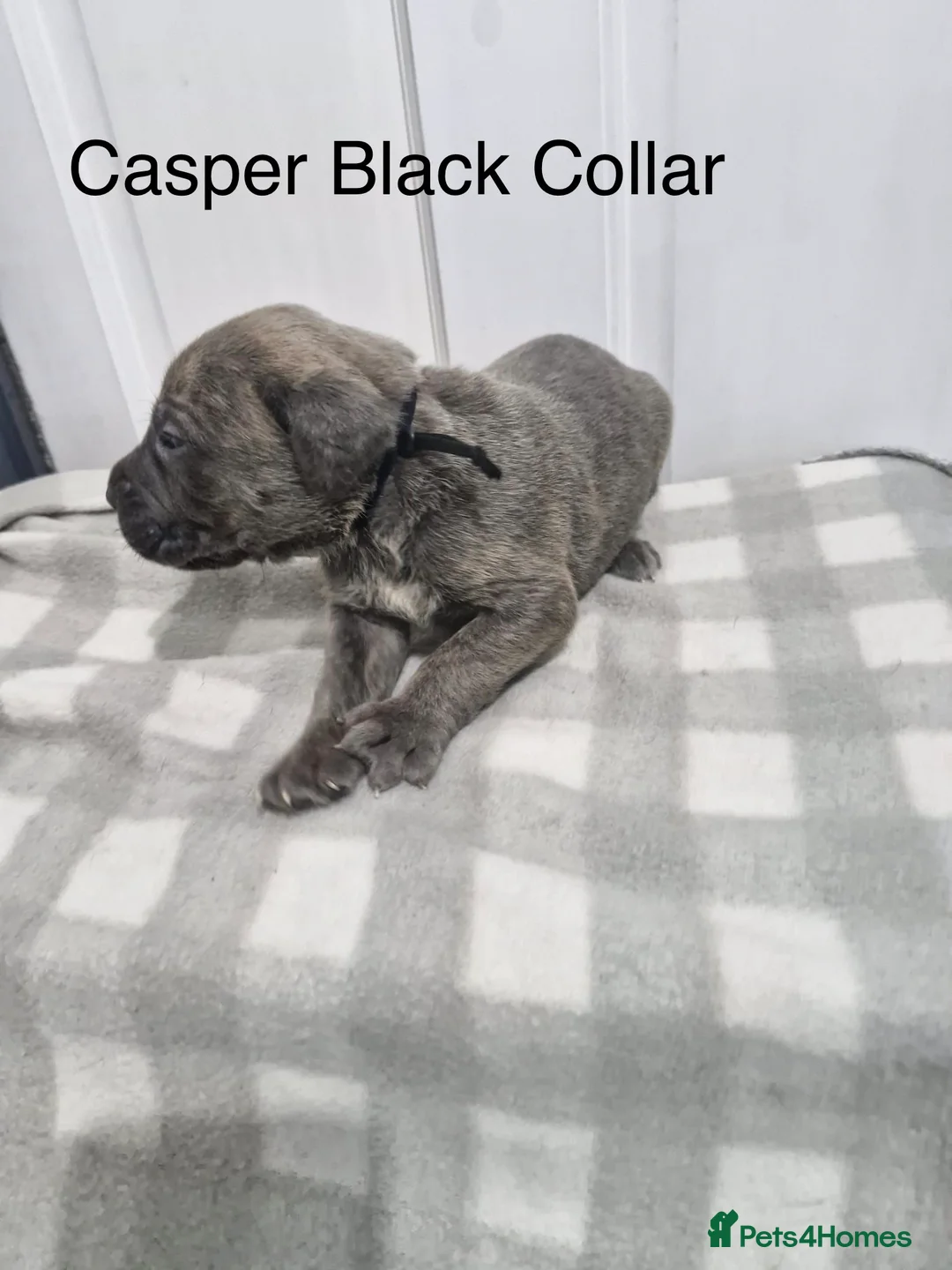Cane Corso dogs for sale: 10 beautiful Cane Corso puppies - Advert 18