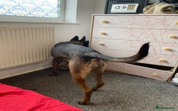Belgian Shepherd Dog dogs for sale: Belgian Malinois 3 Year Old - Advert 7