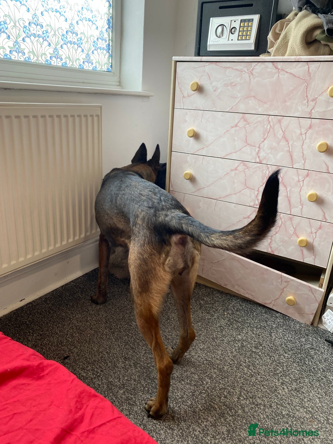 Belgian Shepherd Dog dogs for sale: Belgian Malinois 3 Year Old - Advert 7