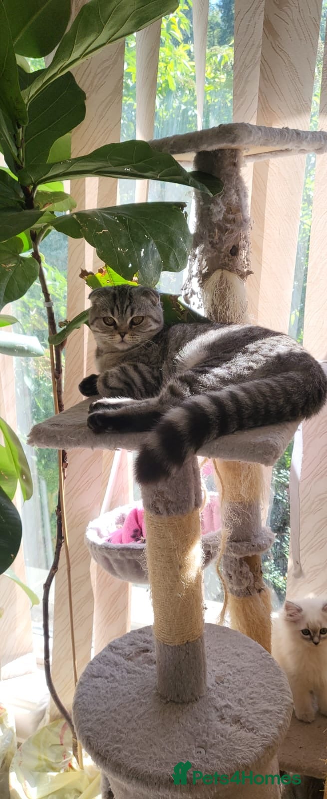 Ragdoll cats 4  wonderful ragdoll kitten looking for happy Homy - Advert 1