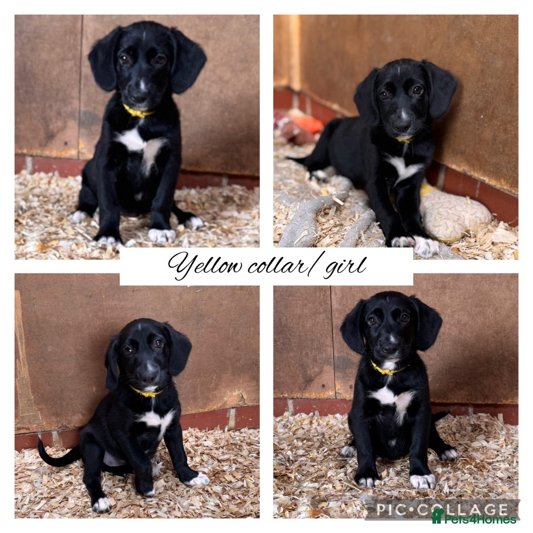Mixed Breed dogs for sale: Ready now cocker spaniel x German shepherd puppy’s - Image 5