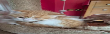 Mixed Breed Kitten 1