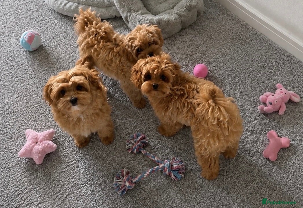 Maltipoo dogs Tiny Asian Maltipoo. DNA tested parents. - Advert 1