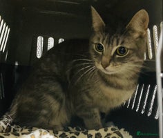 Mixed Breed cats Half Bengal girl 10months old ready to go now - Advert 3