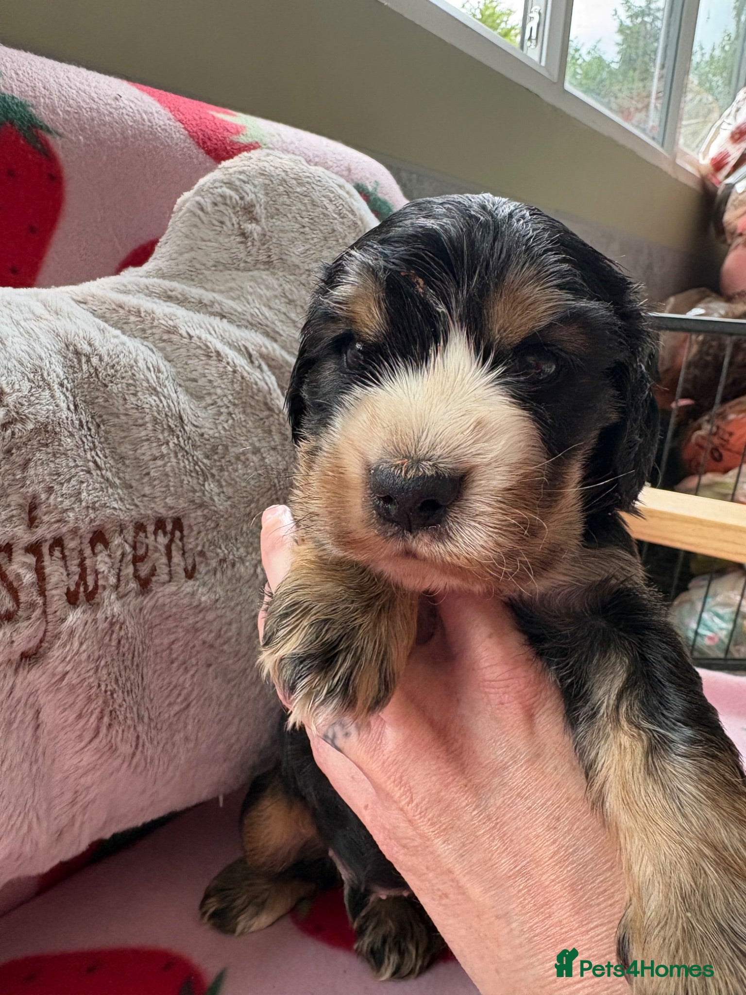 Cocker Spaniel dogs Beautiful Kc reg show type cocker spaniels  - Advert 1
