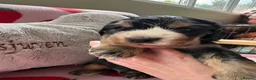 Cocker Spaniel dogs for sale: Last Kc reg male show type cocker spaniel  - Advert 4