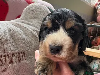 Cocker Spaniel dogs Beautiful Kc reg show type cocker spaniels - Advert 1