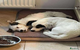 Mixed Breed dogs for adoption: Sefu - Fakenham Norfolk  - Advert 5