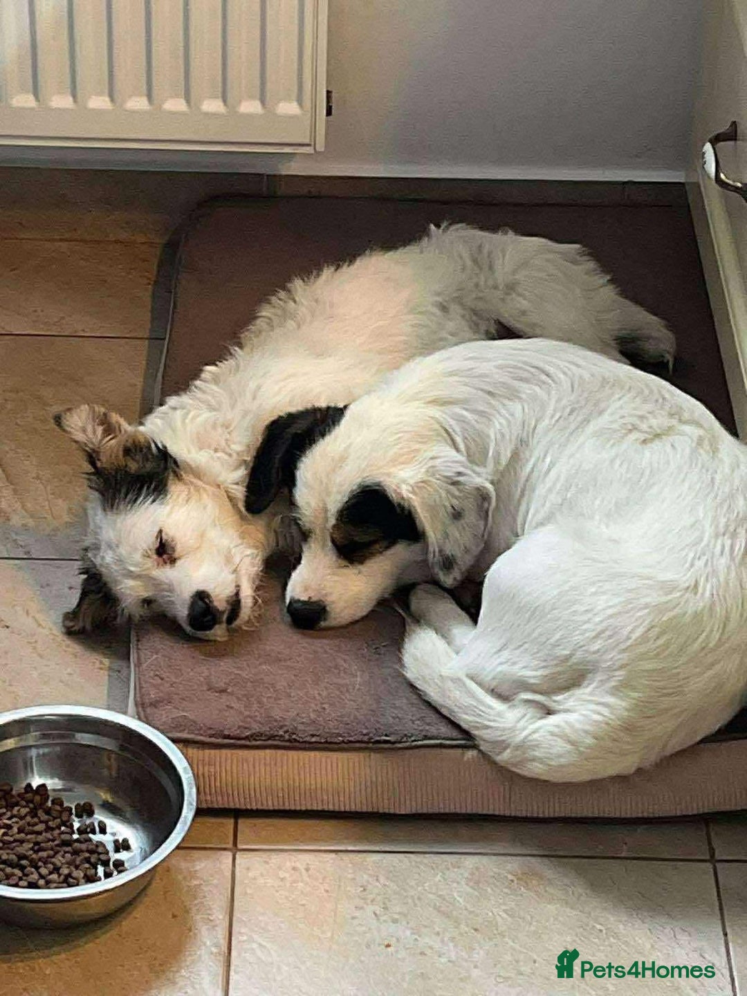 Mixed Breed dogs for adoption: Sefu - Fakenham Norfolk  - Advert 5