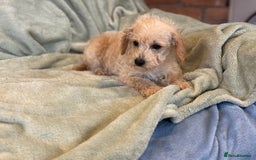 Mixed Breed dogs for sale: Adorable Cairnnoodle Puppies  - Image 8