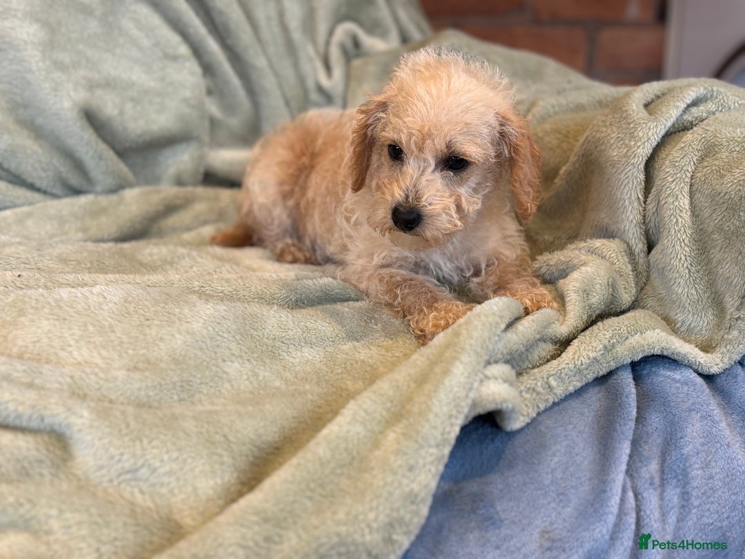 Mixed Breed dogs for sale: Adorable Cairnnoodle Puppies  - Image 8