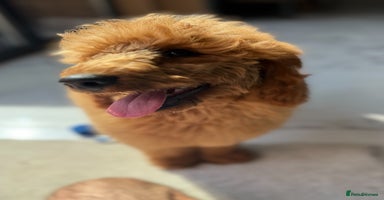 Miniature Poodle dogs in Stafford - Advert 4