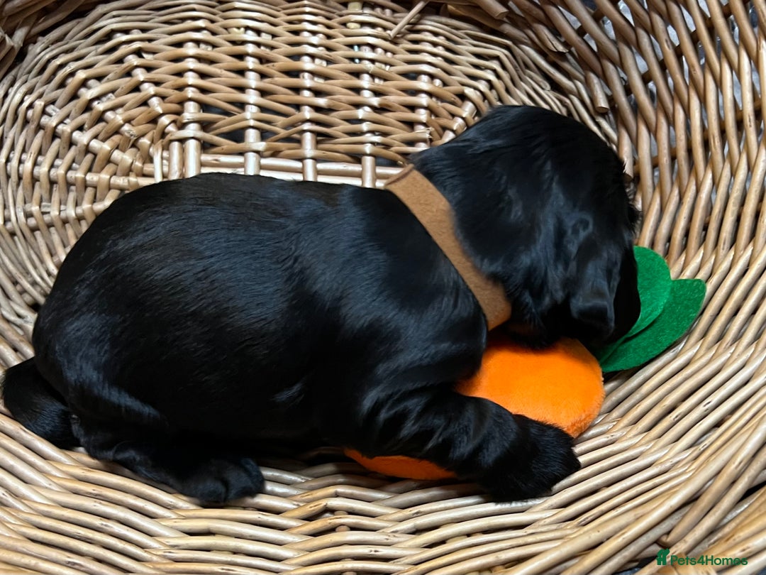 Cocker Spaniel dogs for sale: Show-Quality Cocker Spaniel Puppies  - Advert 7