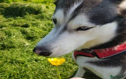 Siberian Husky dogs for sale: Outstanding Siberian husky puppies  - Advert 10