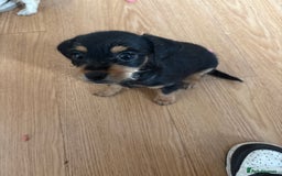 Dachshund dogs for sale: 5 dachshund x cavachon pups for sale  - Image 15