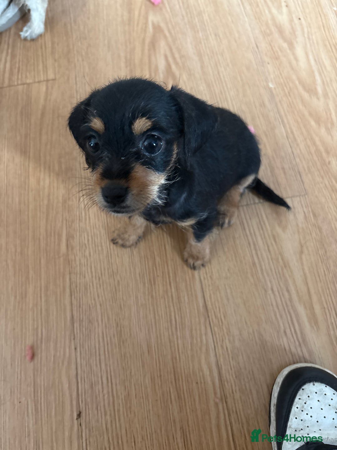 Dachshund dogs for sale: 5 dachshund x cavachon pups for sale  - Image 15